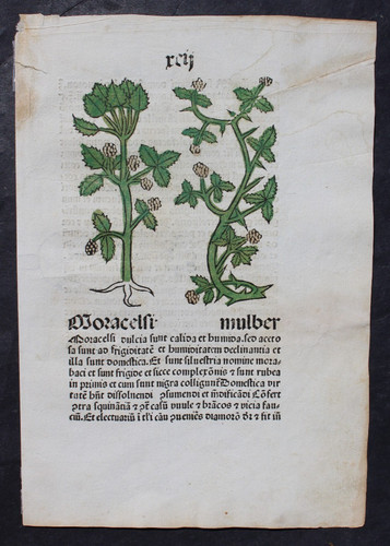 INKUNABEL,HERBARIUS