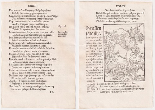 Pferd narr inkunabel - narr,